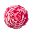 红色月季花皂